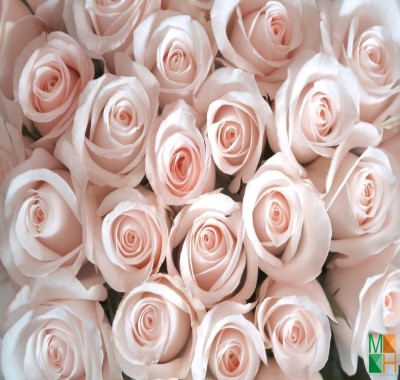 Tranh dán tường Hàn Quốc hoa hồng đẹp FW - 016